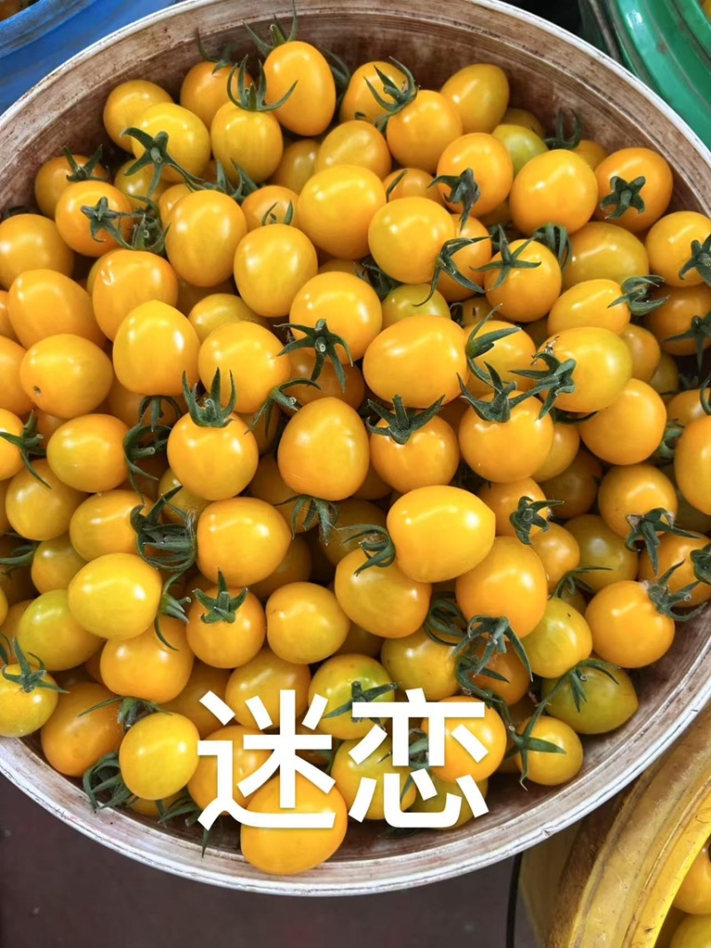 山东圣女果/寿光千禧圣女果/品种规格齐全/一件代发便宜