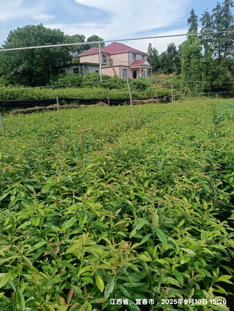 木荷杯苗