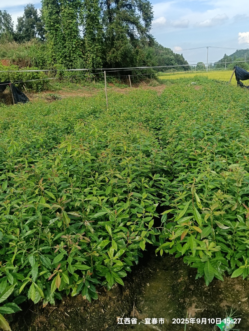 木荷杯苗