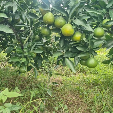 现售特早蜜橘，蜜橘，55起，通货