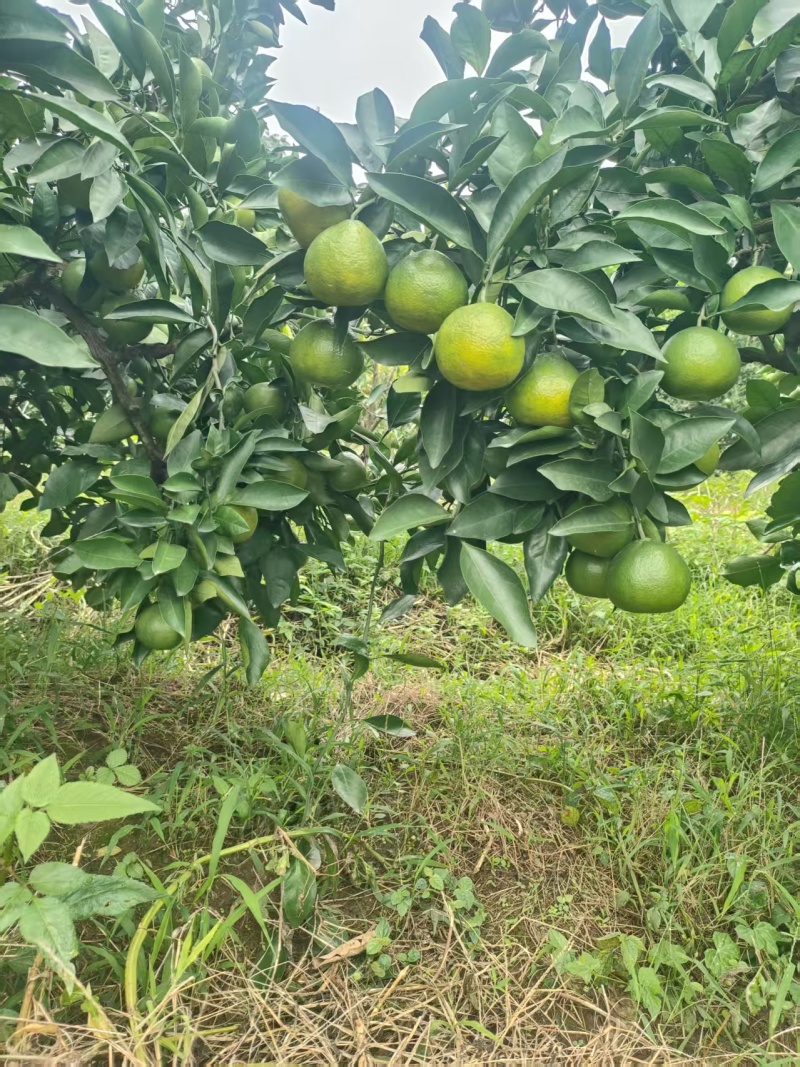 现售特早蜜橘，蜜橘，55起，通货