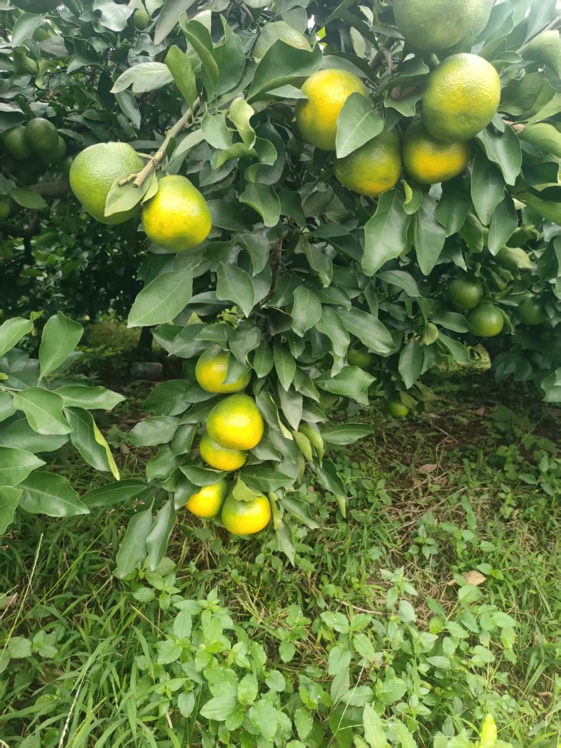 现售特早蜜橘，蜜橘，55起，通货