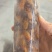 【山东金蝉】山东蝉蛹/精品蝉蛹/对接电商新鲜一件代发批发