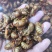 【山东金蝉】山东蝉蛹/精品蝉蛹/对接电商新鲜一件代发批发