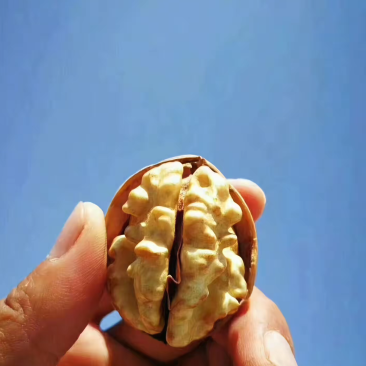 新疆185纸皮核桃