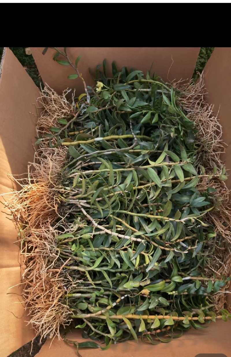 精选铁皮石斛带根出售基地重建处理三年铁皮石斛大苗