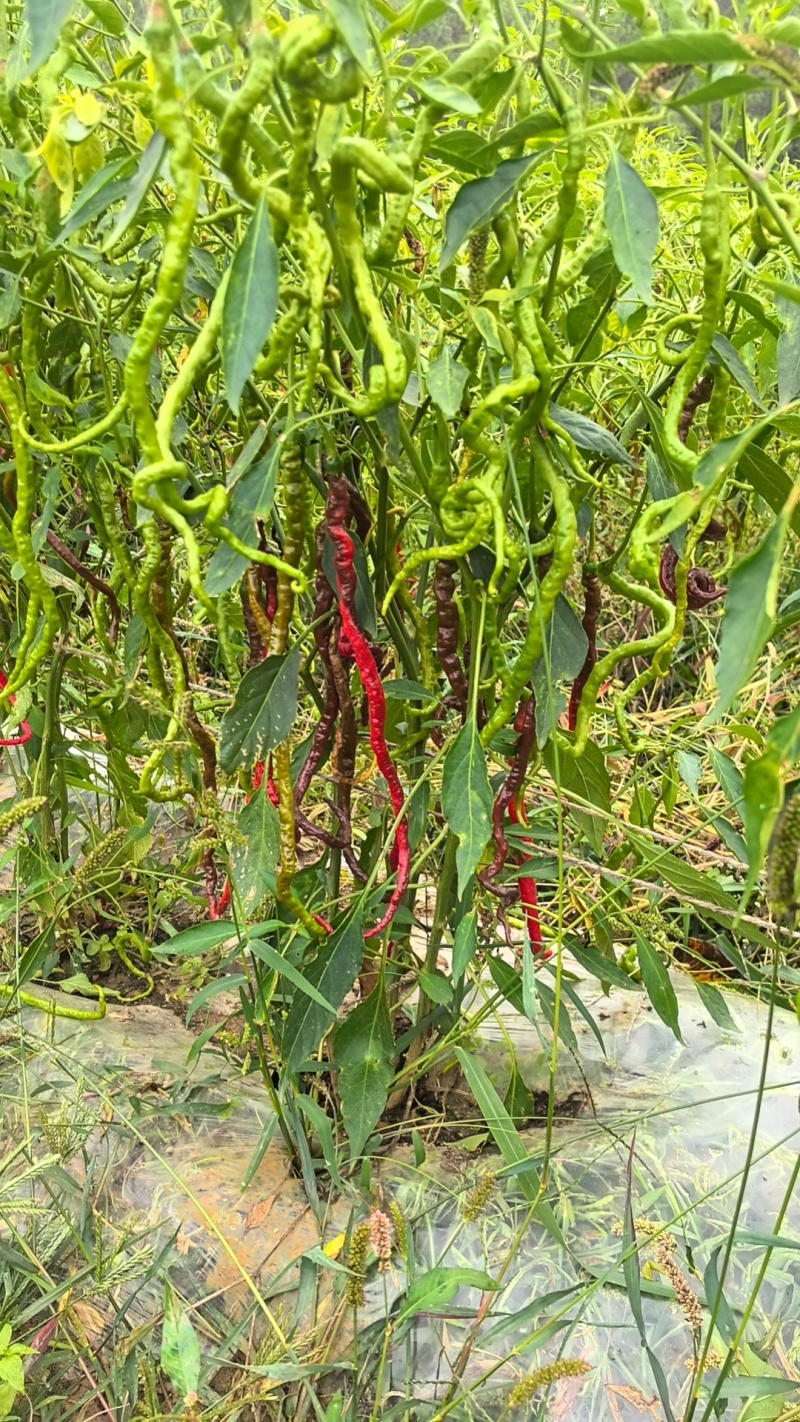 鲜辣椒鸡爪椒