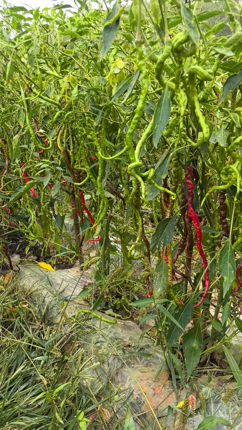 鲜辣椒鸡爪椒