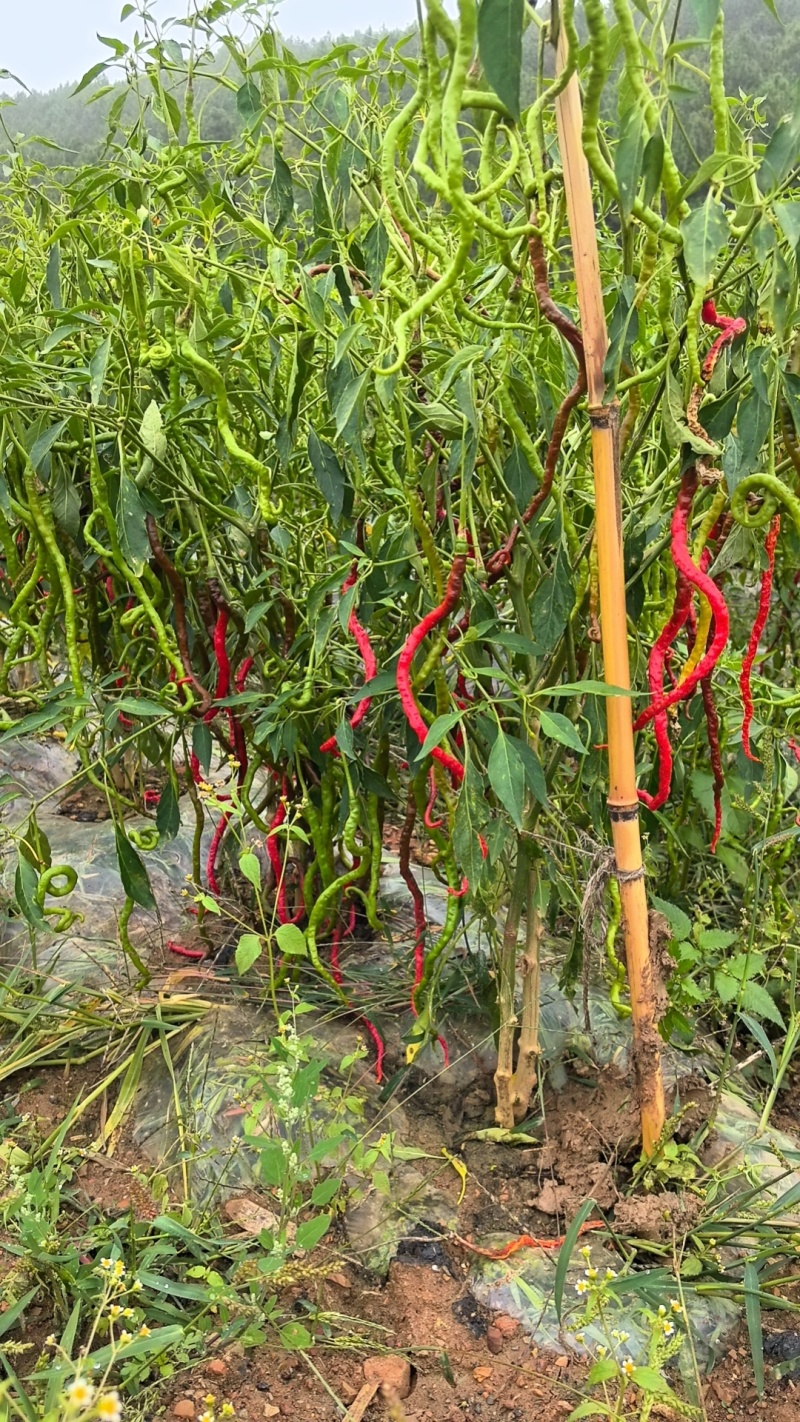 鲜辣椒鸡爪椒