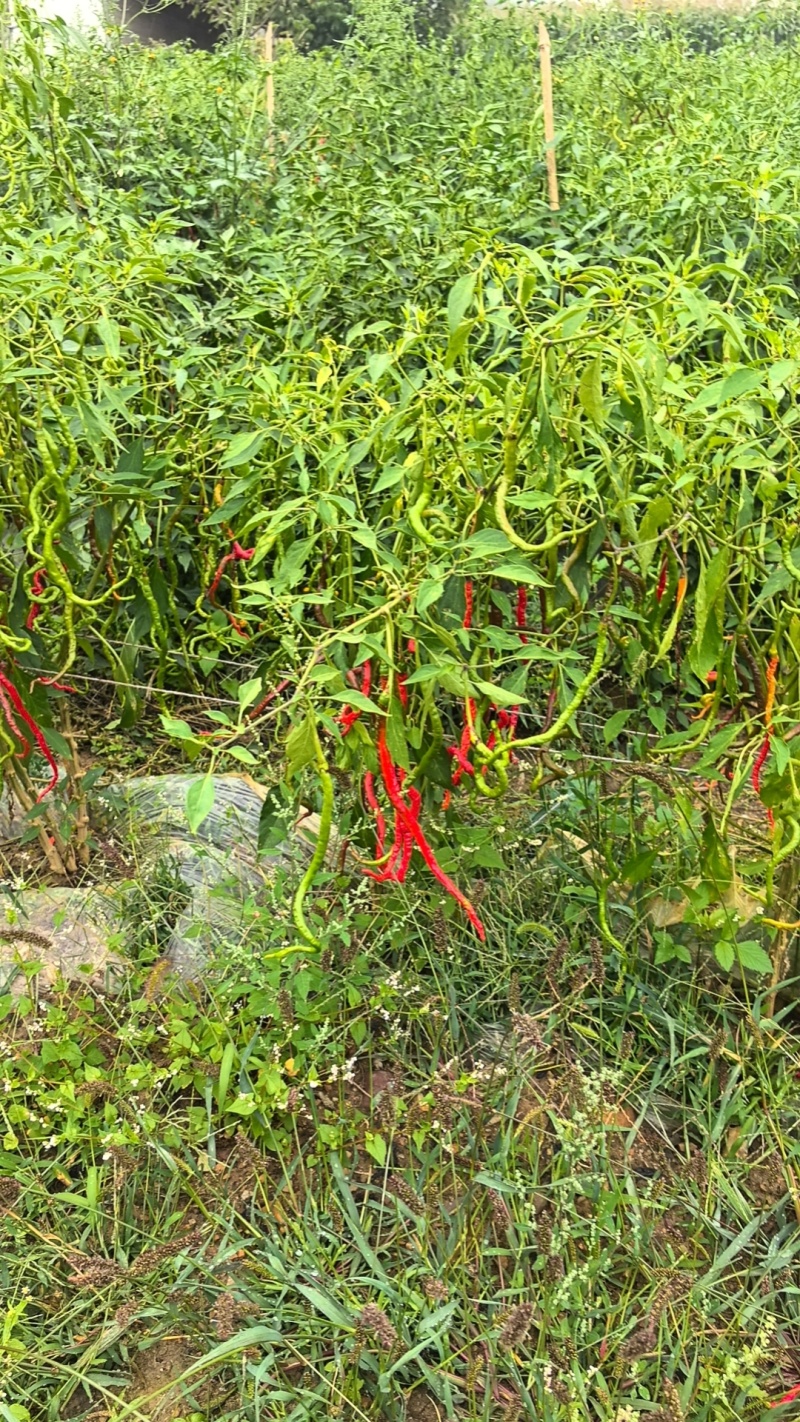 鲜辣椒鸡爪椒