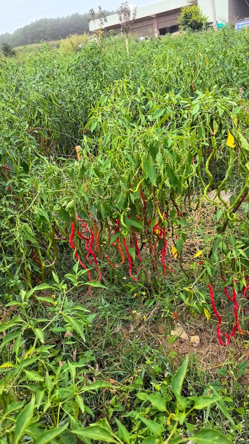 鲜辣椒鸡爪椒