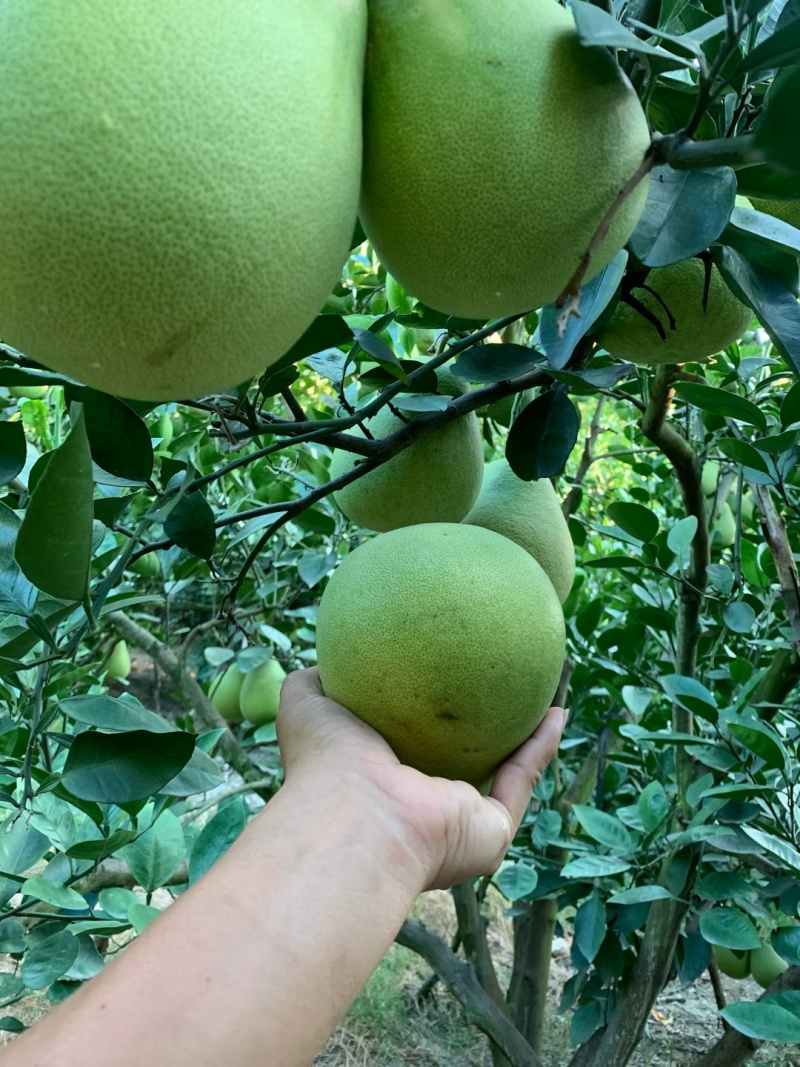 蜜柚