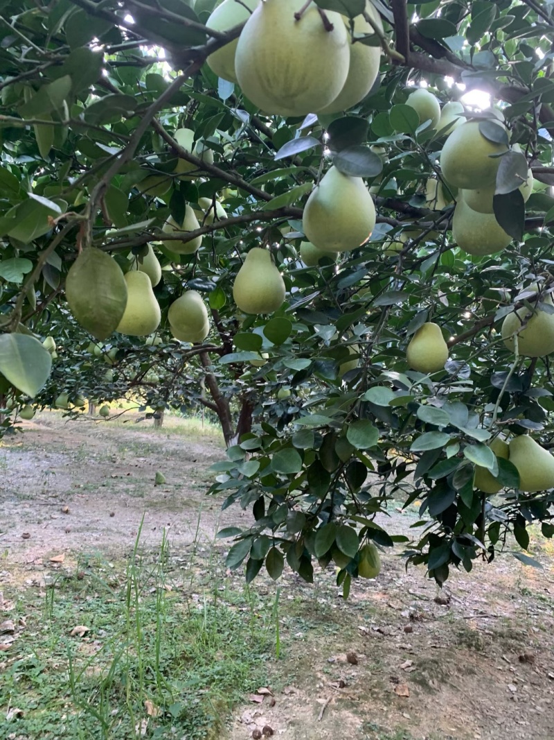 蜜柚