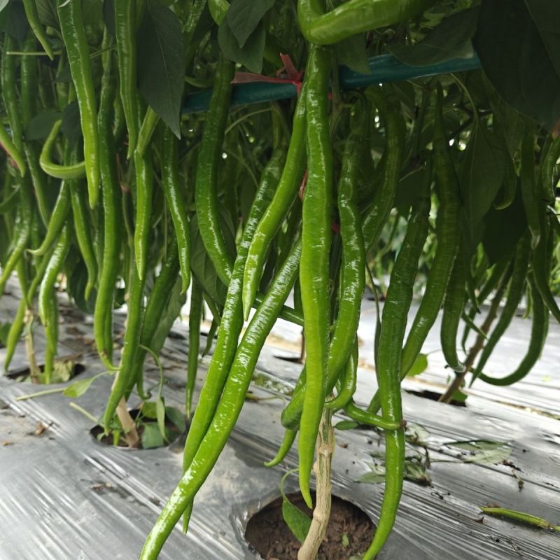 荣茂线椒种子早熟顺直高产辣椒种子高产抗病辣味香浓基地专用