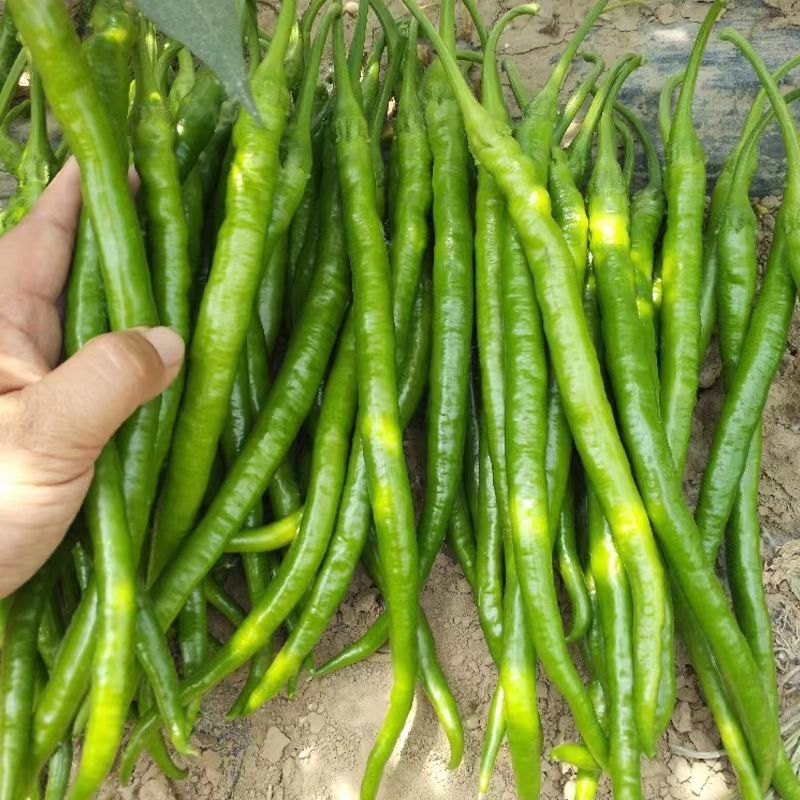 荣茂线椒种子早熟顺直高产辣椒种子高产抗病辣味香浓基地专用