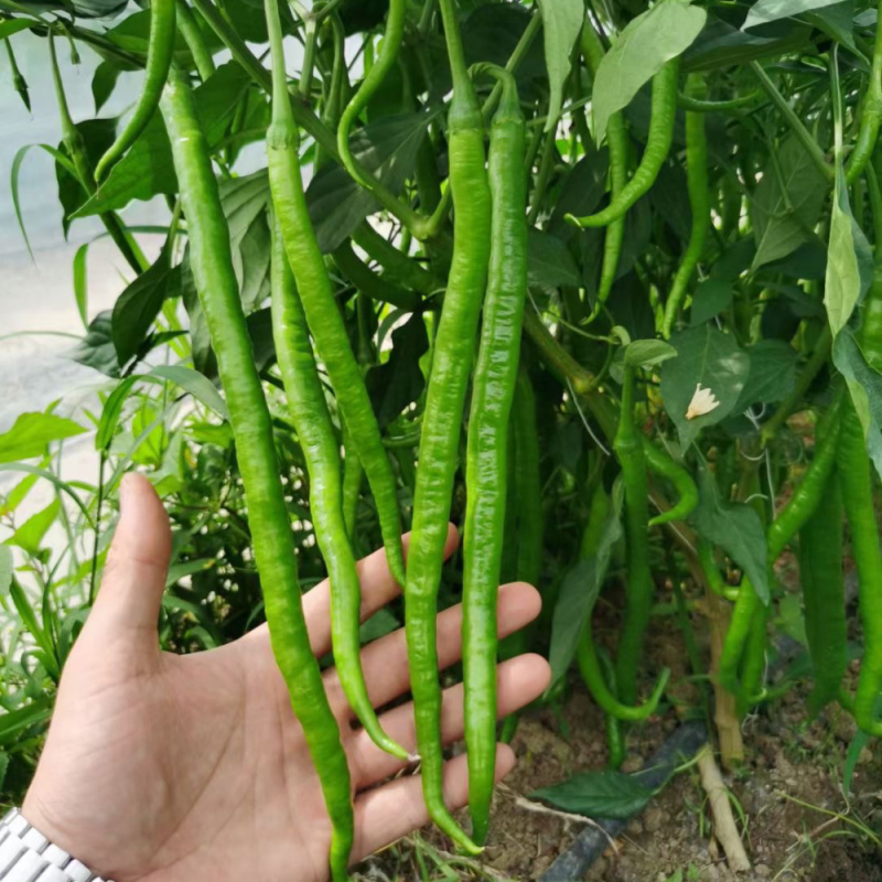 荣茂线椒种子早熟顺直高产辣椒种子高产抗病辣味香浓基地专用