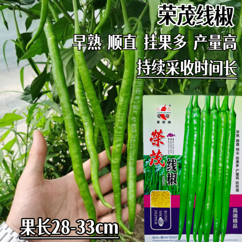 荣茂线椒种子早熟顺直高产辣椒种子高产抗病辣味香浓基地专用
