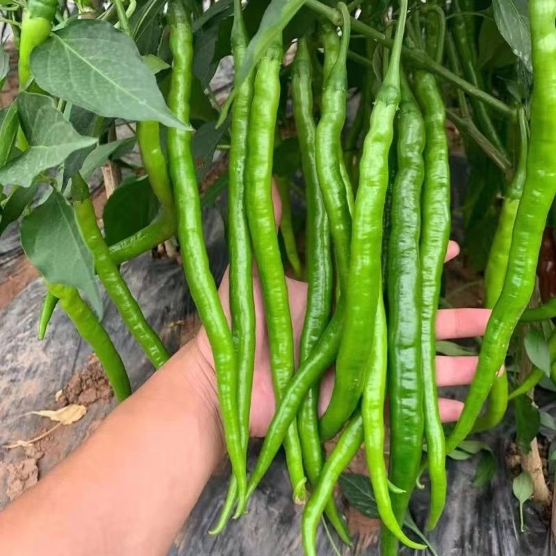 荣茂线椒种子早熟顺直高产辣椒种子高产抗病辣味香浓基地专用