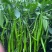 荣茂线椒种子早熟顺直高产辣椒种子高产抗病辣味香浓基地专用