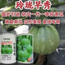 玲珑早秀南瓜种子杂交一串铃南瓜种子早熟嫩南瓜种籽脆甜基地