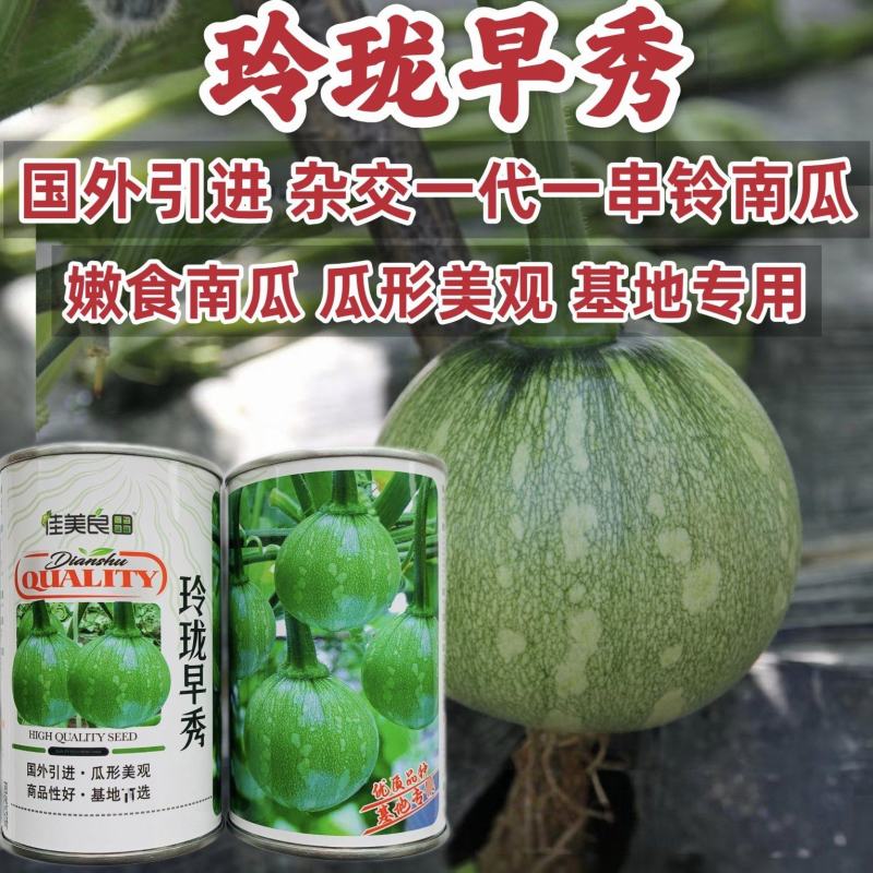玲珑早秀南瓜种子杂交一串铃南瓜种子早熟嫩南瓜种籽脆甜基地