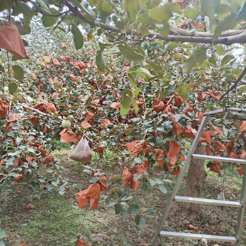 奶油富士