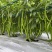 美优美八号辣椒种子早熟翠绿皮顺直长线椒种籽辣味香浓