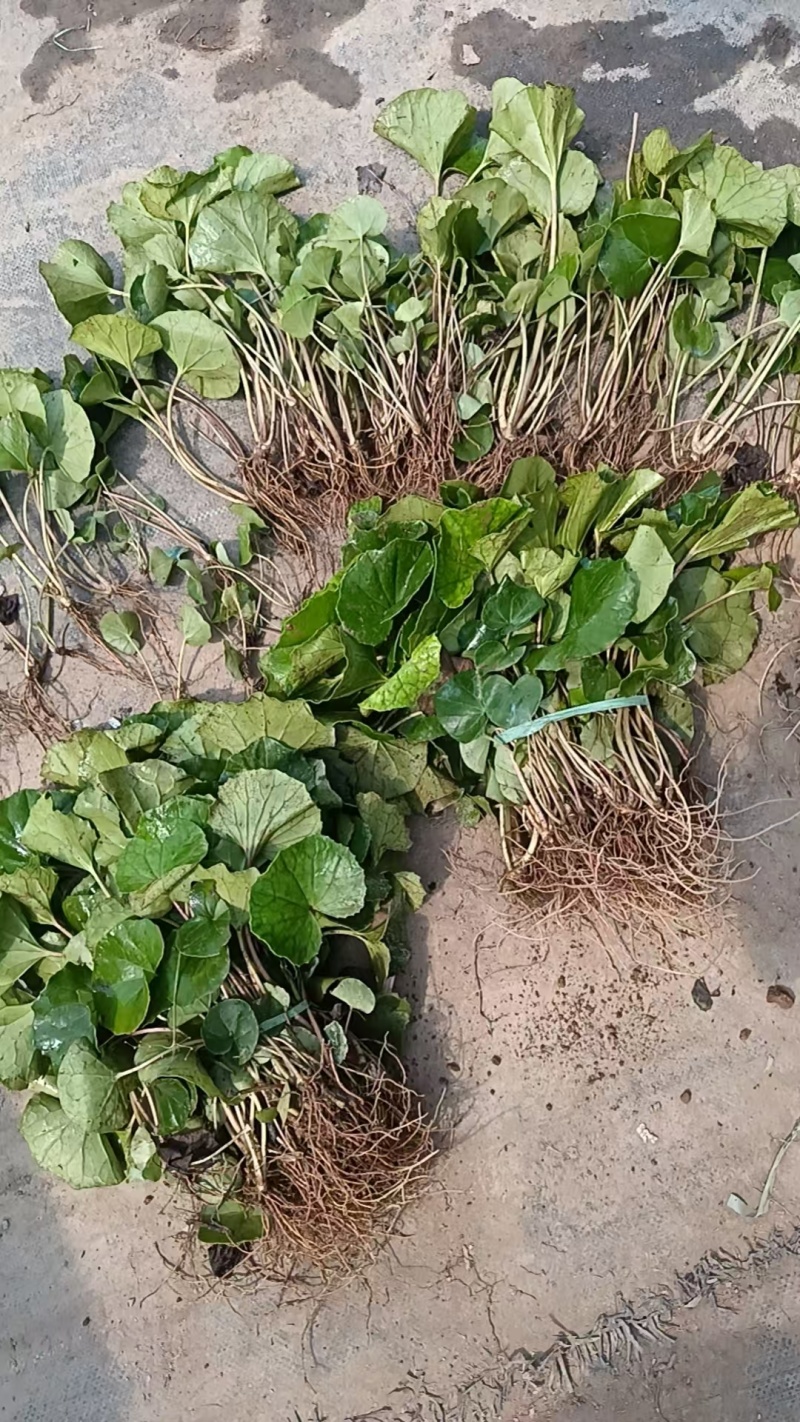 大叶吴风草