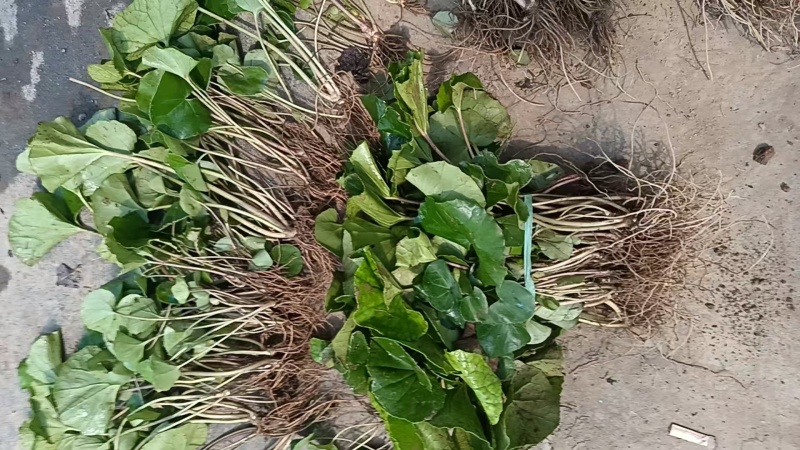 大叶吴风草