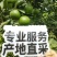 大量有货冰糖橙市场货，榨汁，电商