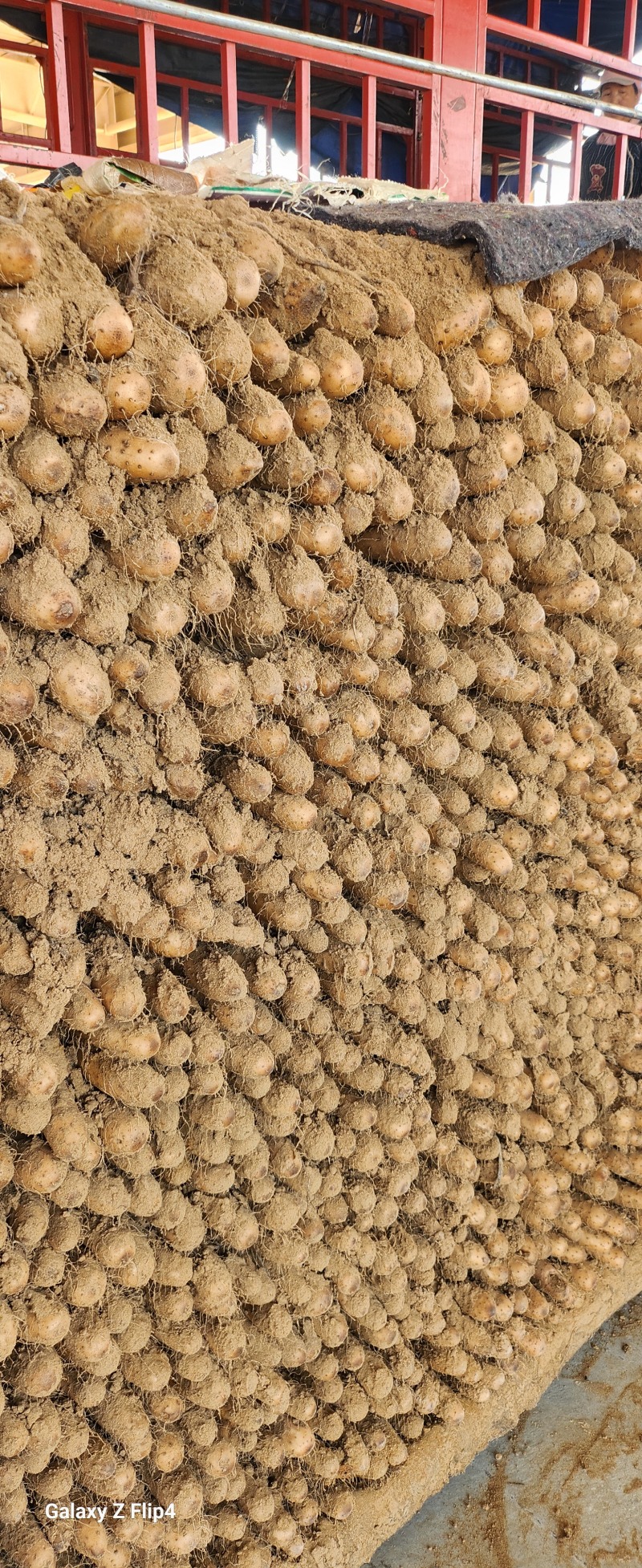 白玉山药一手货源产地直发质量保证量大从优