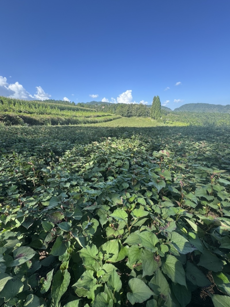 云南昭通沙地折耳根