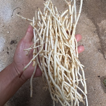 云南昭通沙地折耳根