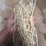 云南昭通沙地折耳根