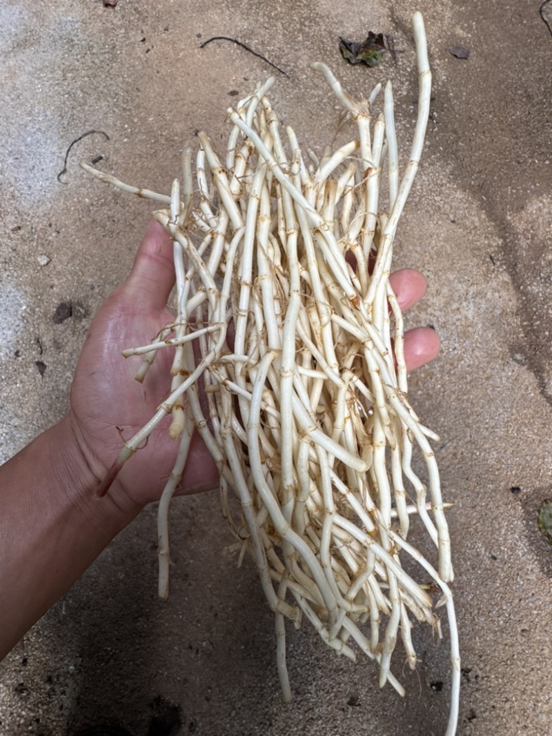 云南昭通沙地折耳根