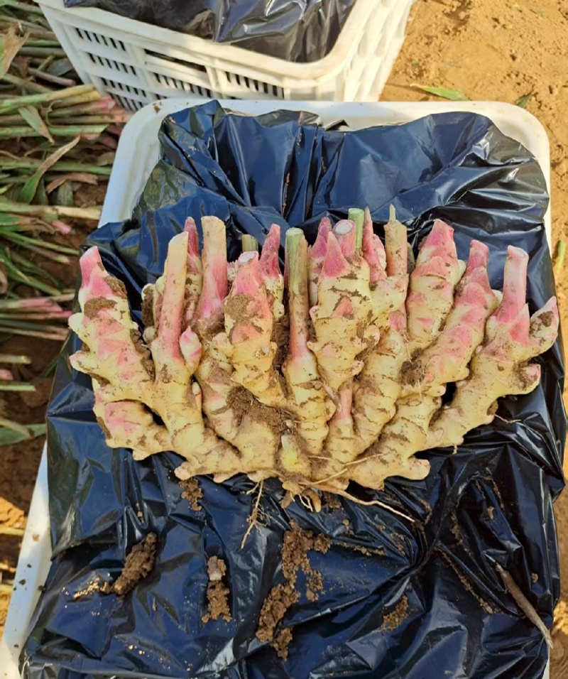 红芽鲜姜入库存窖均可大黄姜块头大辣味足保质保量