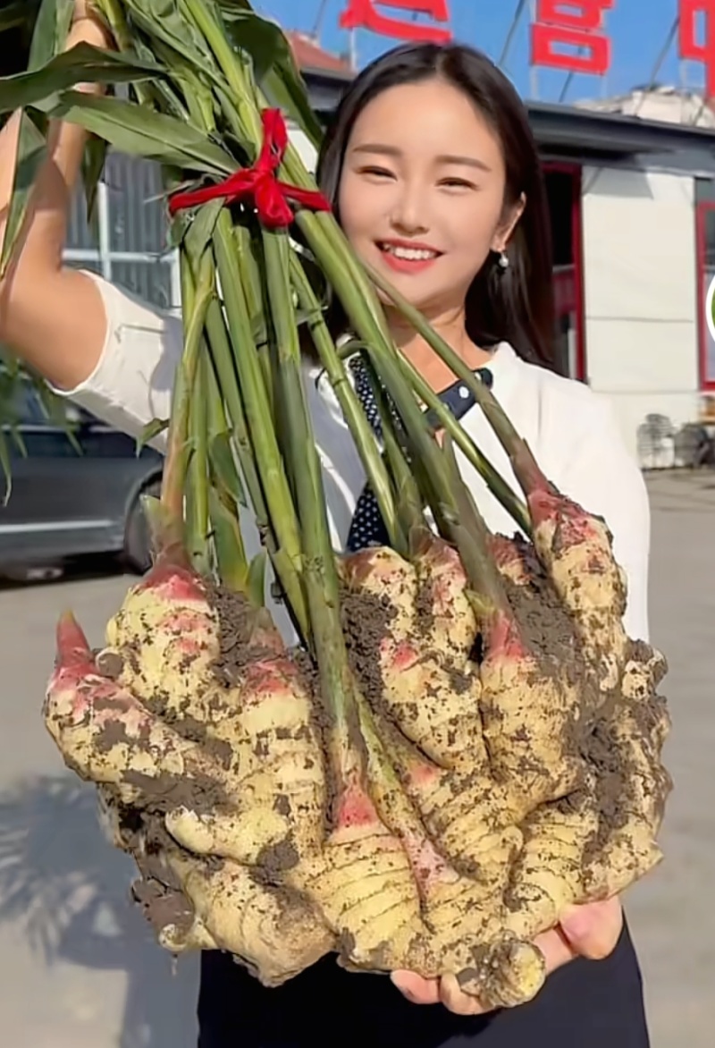 红芽鲜姜入库存窖均可大黄姜块头大辣味足保质保量