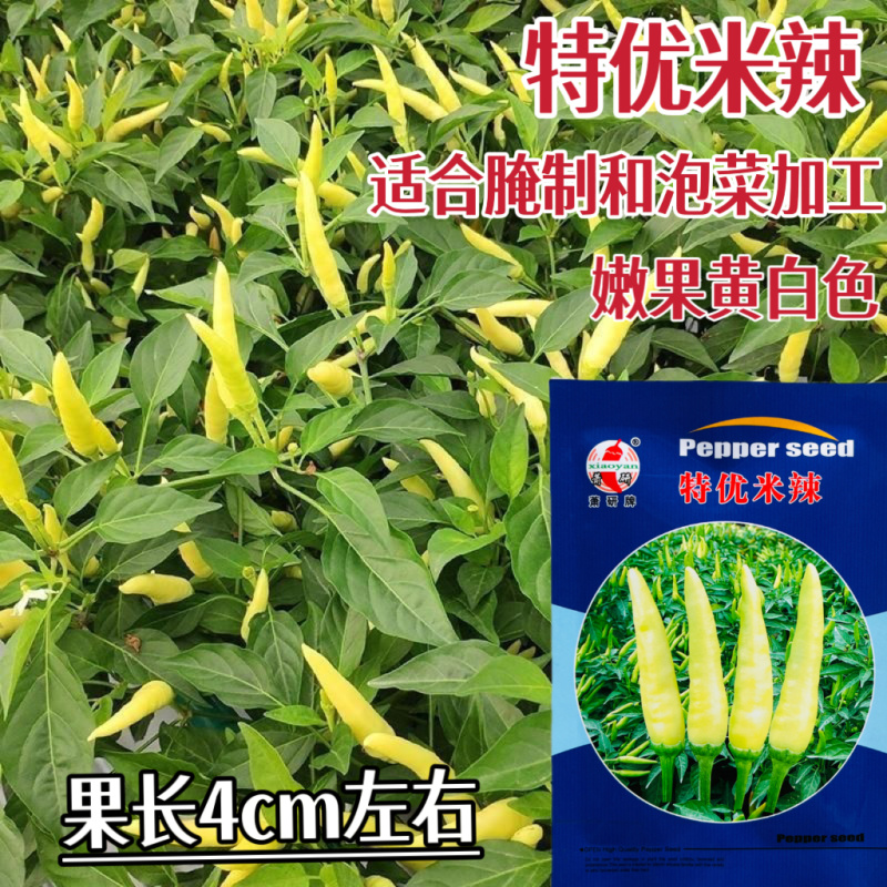 萧研特优米辣小米椒种子辣椒种籽特辣泡椒种籽春秋大田高产抗