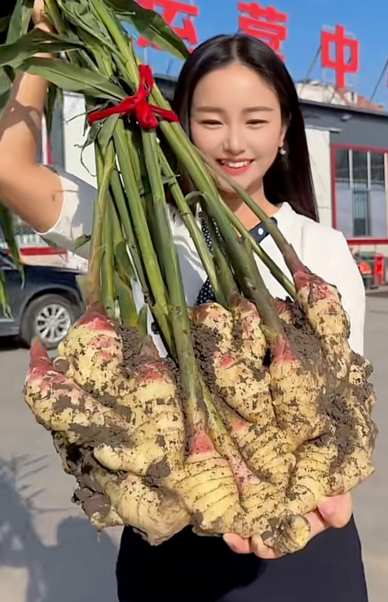 红芽鲜姜【入库存窖窖口出租】辣味足块头大无杂质芽鲜无腐烂