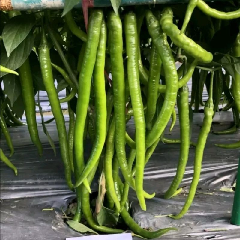 新品种新山椒种子耐热耐湿耐低温采收期长顺直适应性广辣味浓