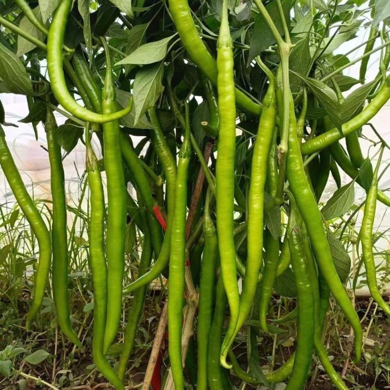 新品种新山椒种子耐热耐湿耐低温采收期长顺直适应性广辣味浓