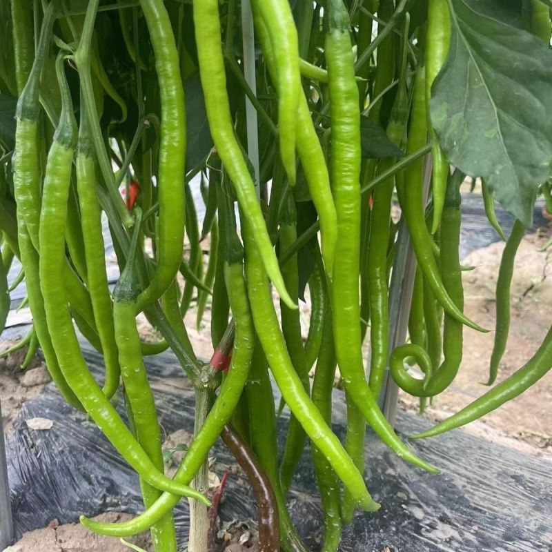 新品种新山椒种子耐热耐湿耐低温采收期长顺直适应性广辣味浓