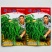 新品种新山椒种子耐热耐湿耐低温采收期长顺直适应性广辣味浓