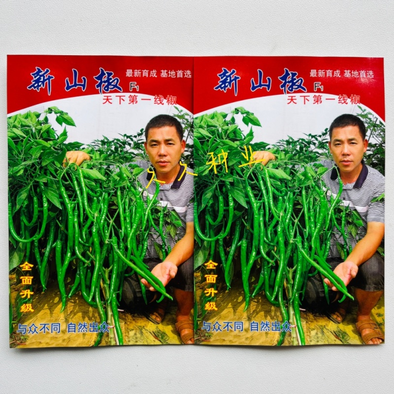 新品种新山椒种子耐热耐湿耐低温采收期长顺直适应性广辣味浓