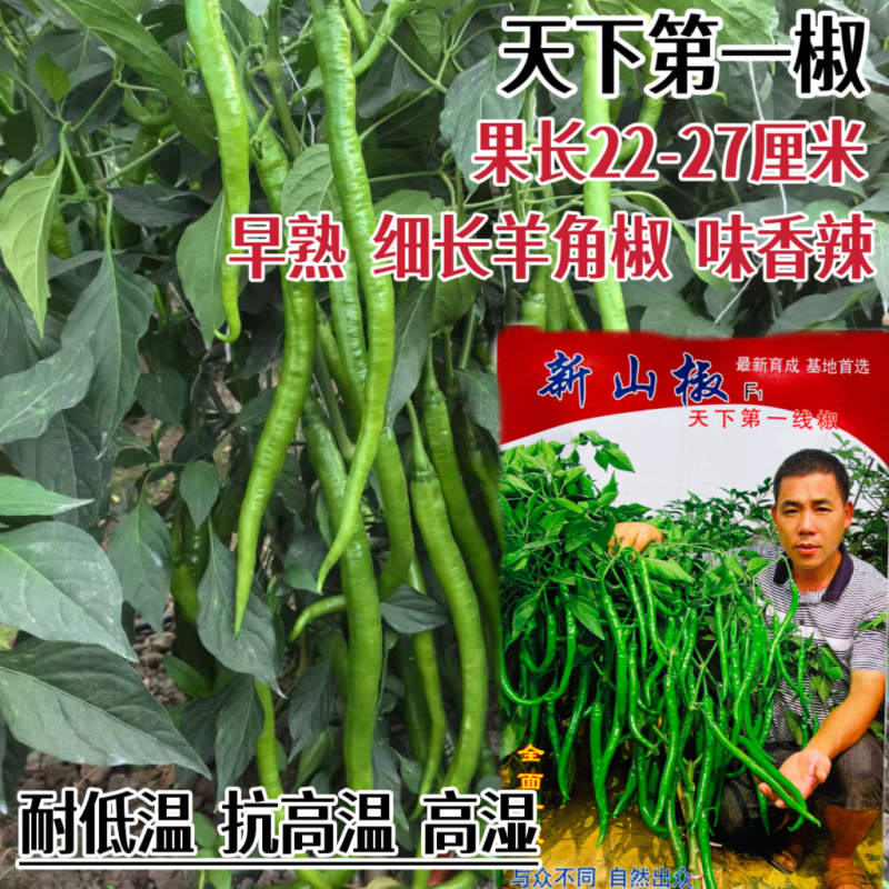 新品种新山椒种子耐热耐湿耐低温采收期长顺直适应性广辣味浓