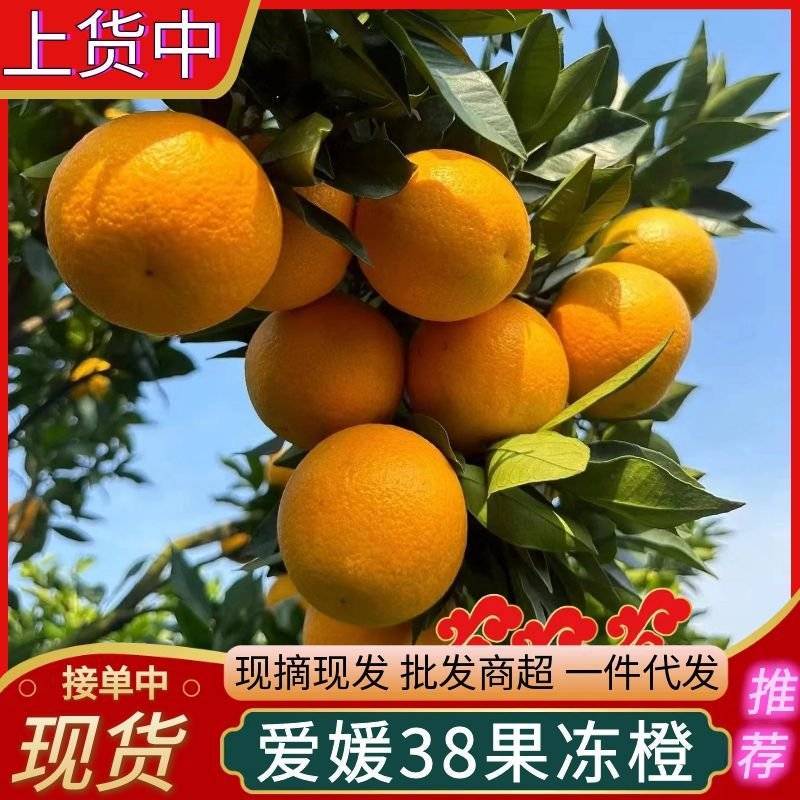 【现摘现发】四川爱媛橙/爱媛果冻橙/四川橙子/全国发货中