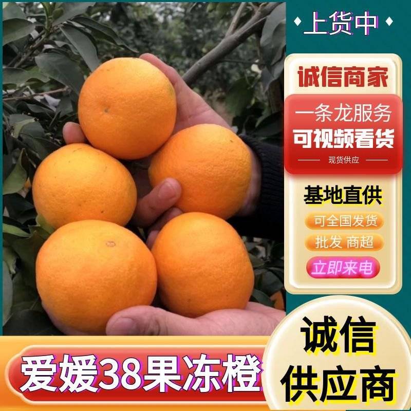 爱媛果冻橙/爱媛橙/四川橙子/眉山基地直供对接全国采购商