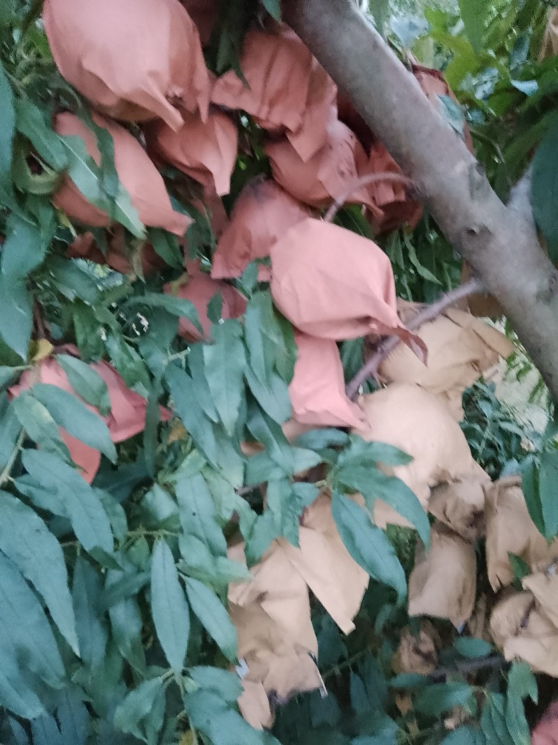 映霜红冬桃