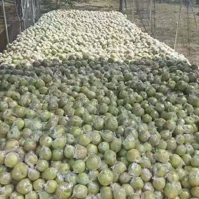 正宗隰县玉露香梨