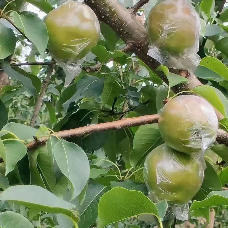 正宗隰县玉露香梨